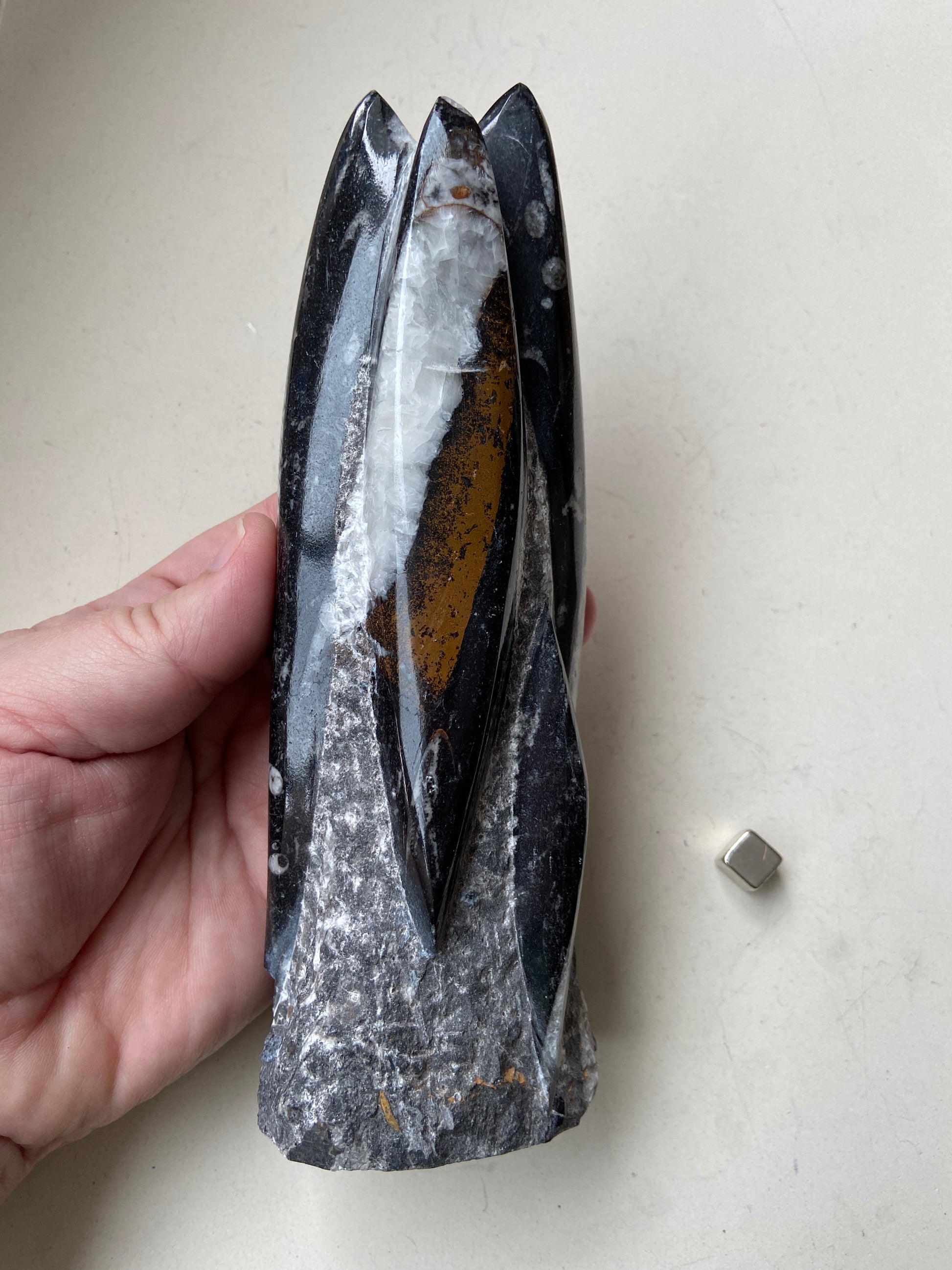 Orthoceras ancient fossil – grounding og stabiliserende energi.