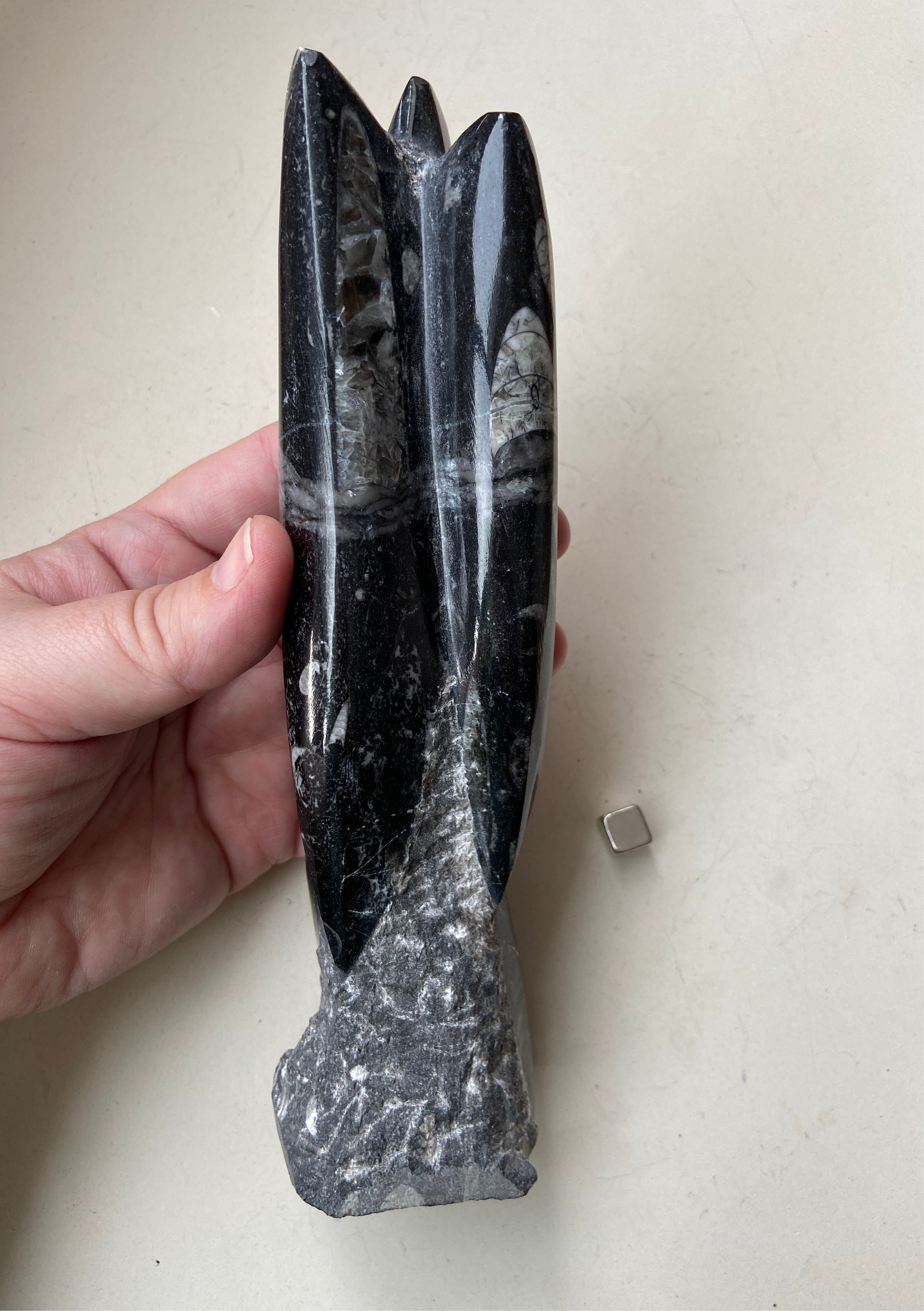 Orthoceras – stærk rodchakra-sten for grounding og tryghed.