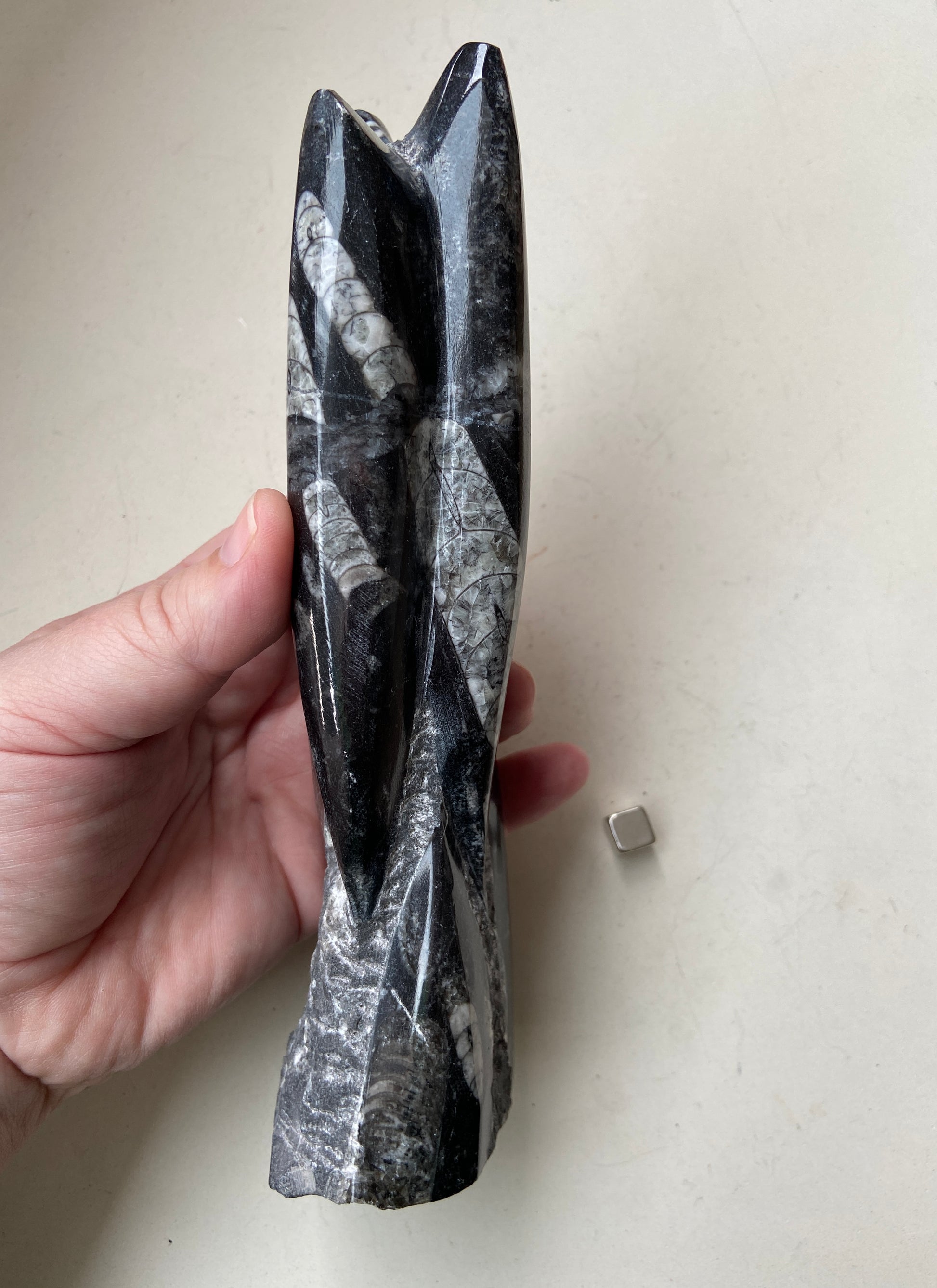 Orthoceras fossil – aktiverer solar plexus og styrker kreativt fokus.