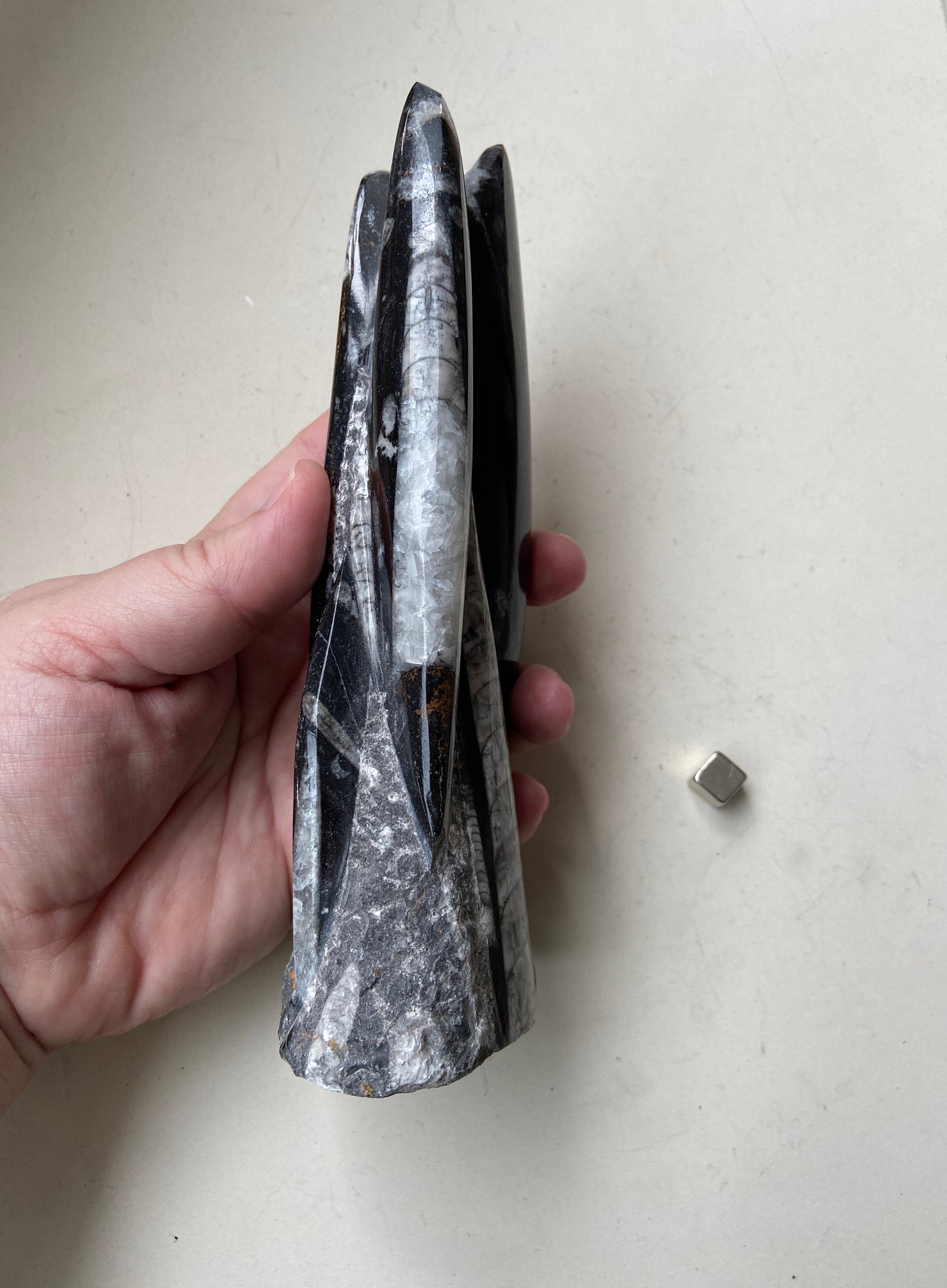 Orthoceras fossil – symbol på transformation og urgammel visdom.