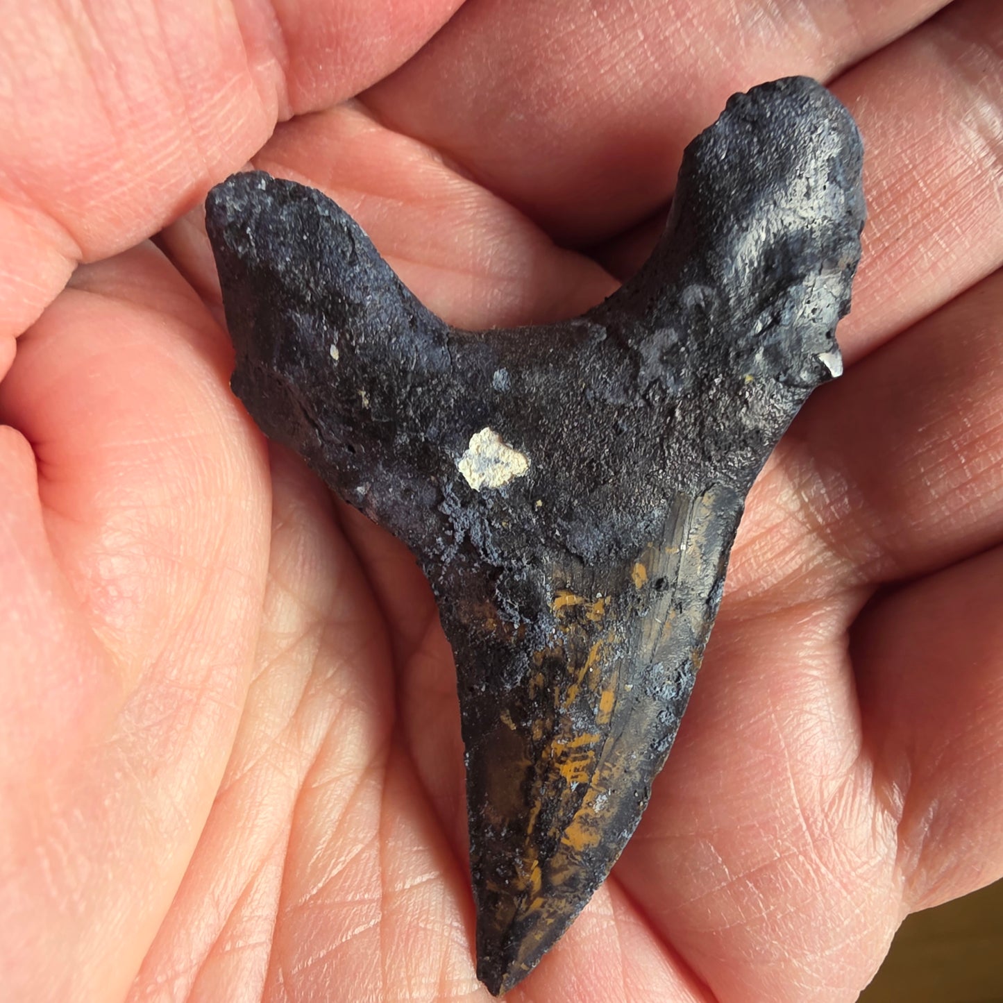 Hajtand fossil