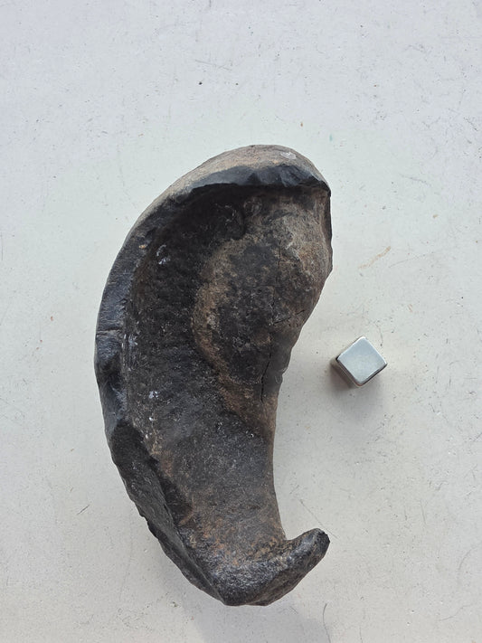 Forstenet øreknogle fra hval