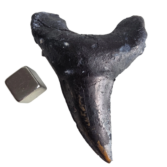 Hajtand fossil