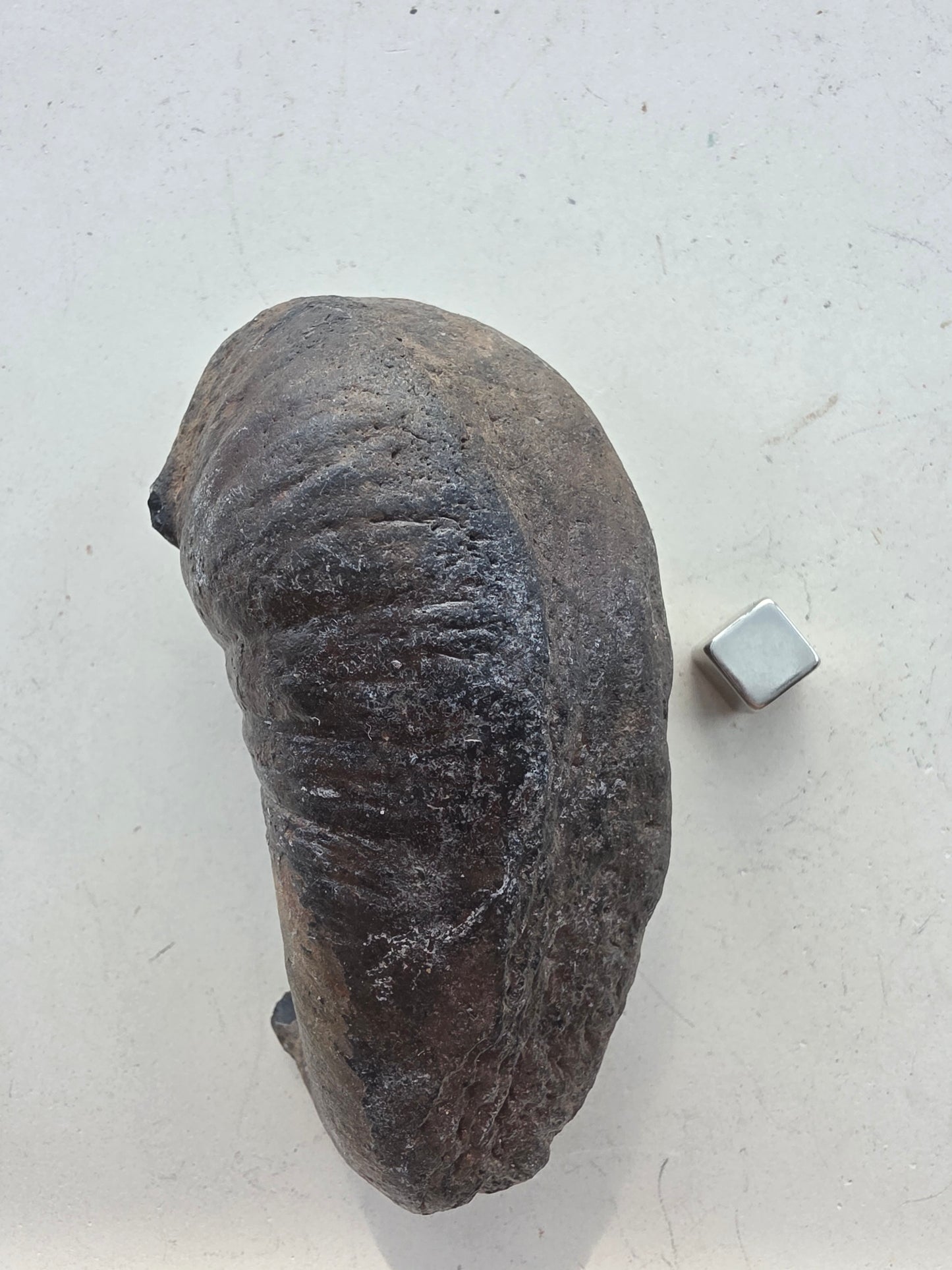 Forstenet øreknogle fra hval