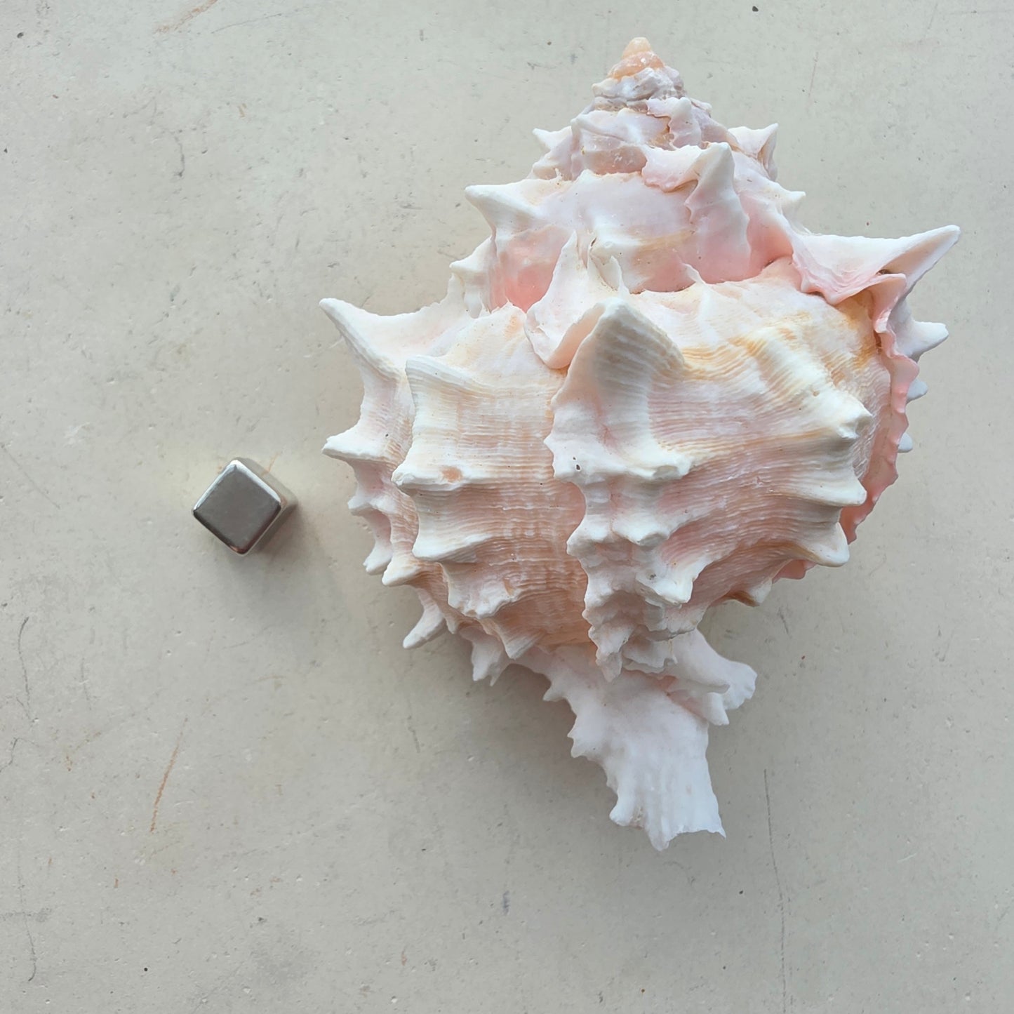 Pink Murex