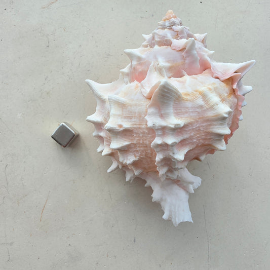 Pink Murex