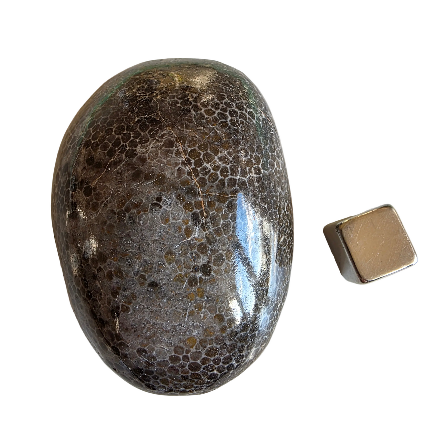 Bryozoan