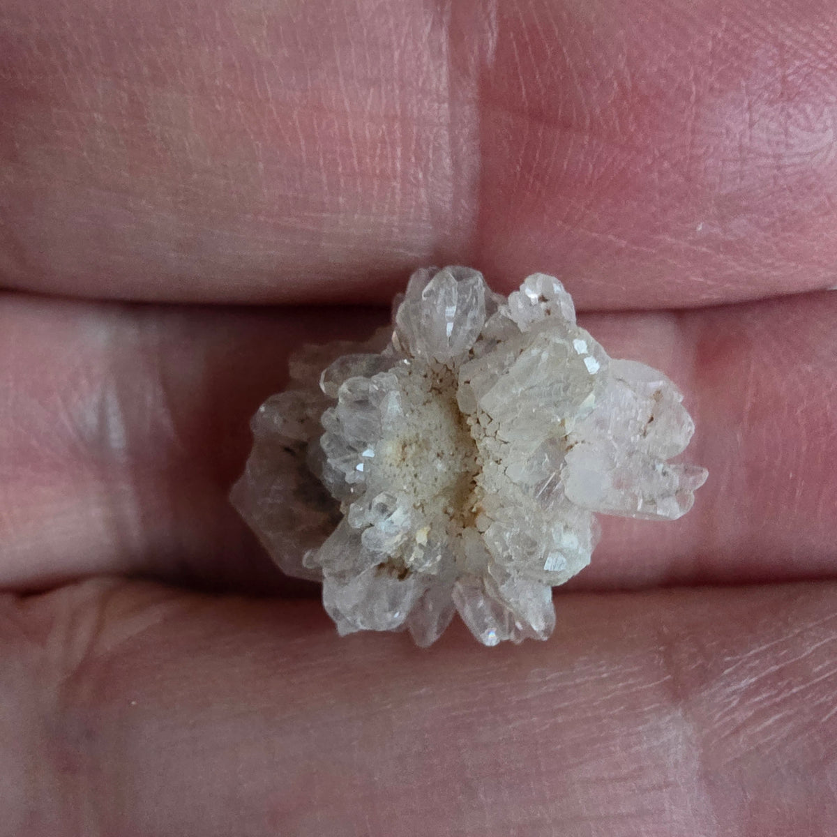 Chalcedon Rose