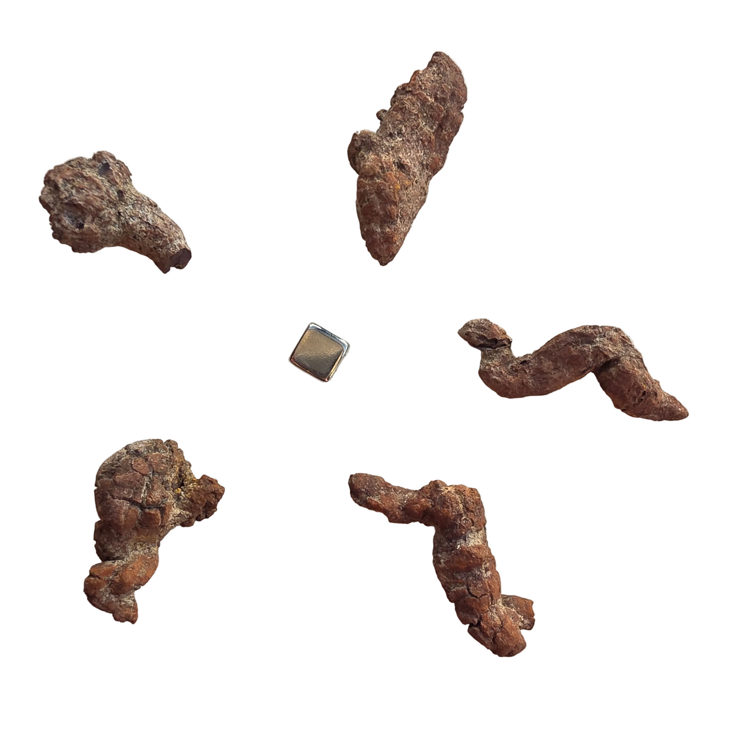 Coprolit