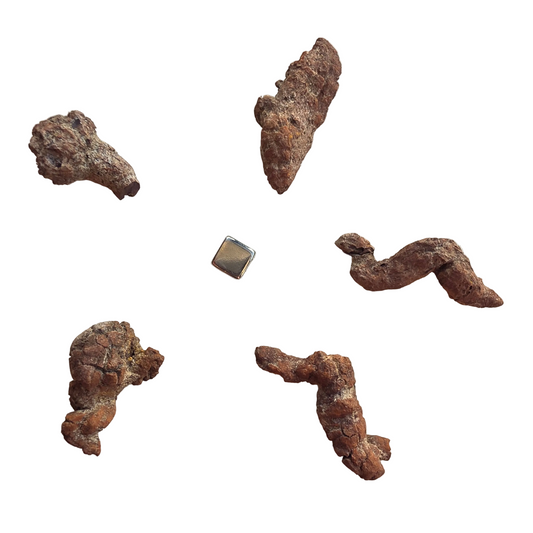 Coprolit