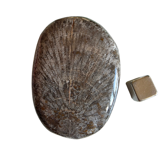 Bryozoan