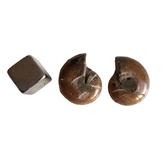 Ammonit opal 2 stk