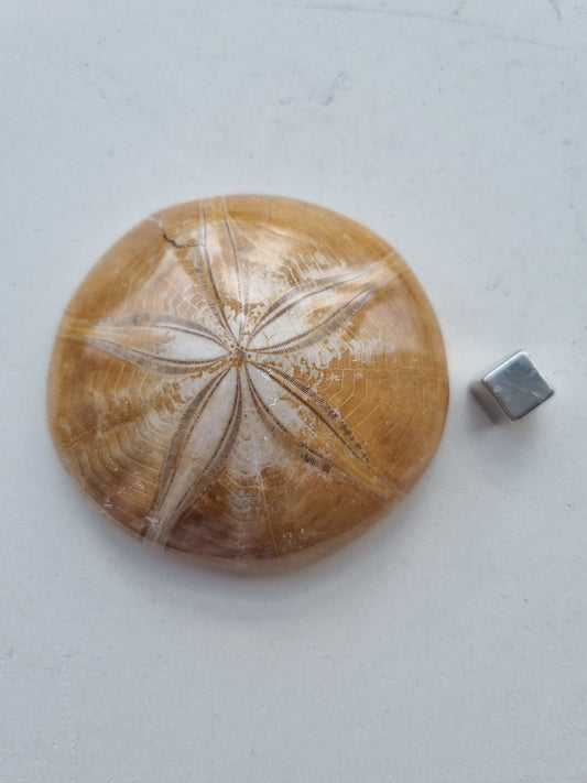 Sand Dollar