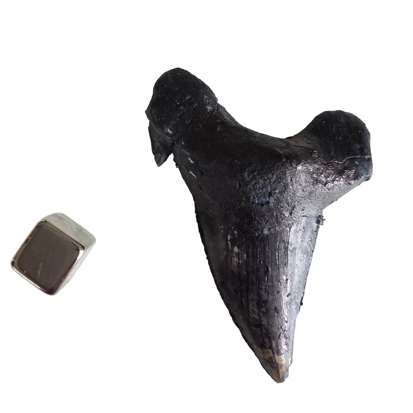 Hajtand fossil