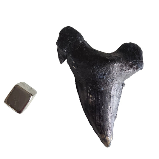 Hajtand fossil