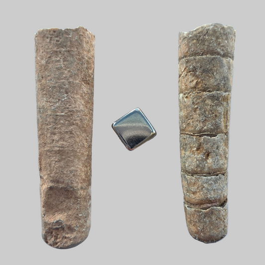 Forstenede søliljer 450 mill år gammel, sæt med 2 stk