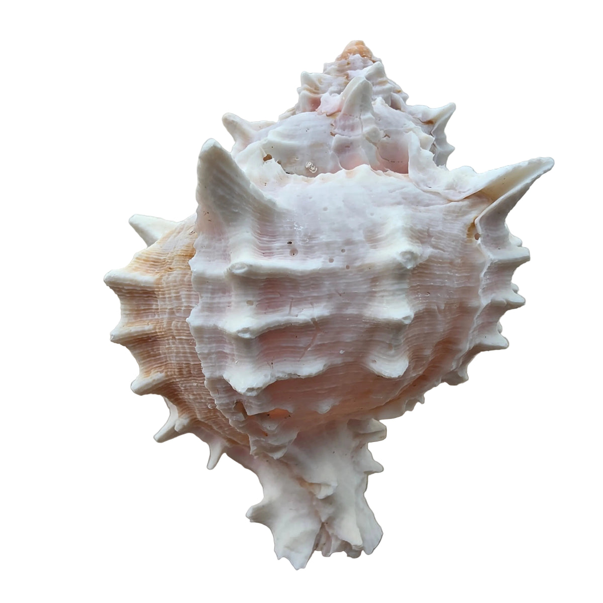 Pink Murex