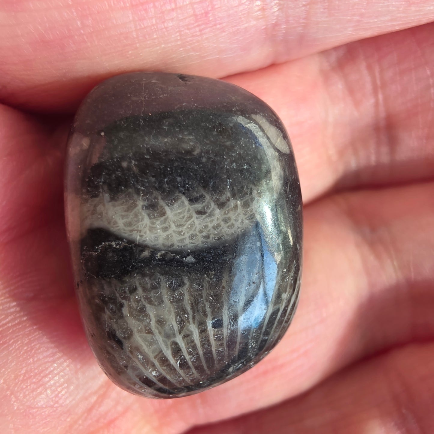 Frosterley marble