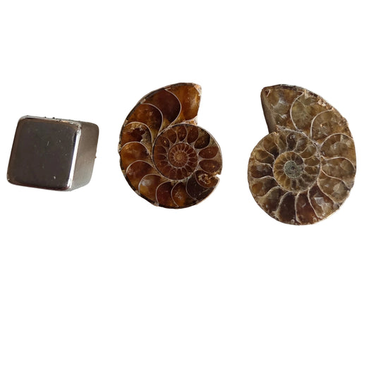 Ammonit opal 2 stk