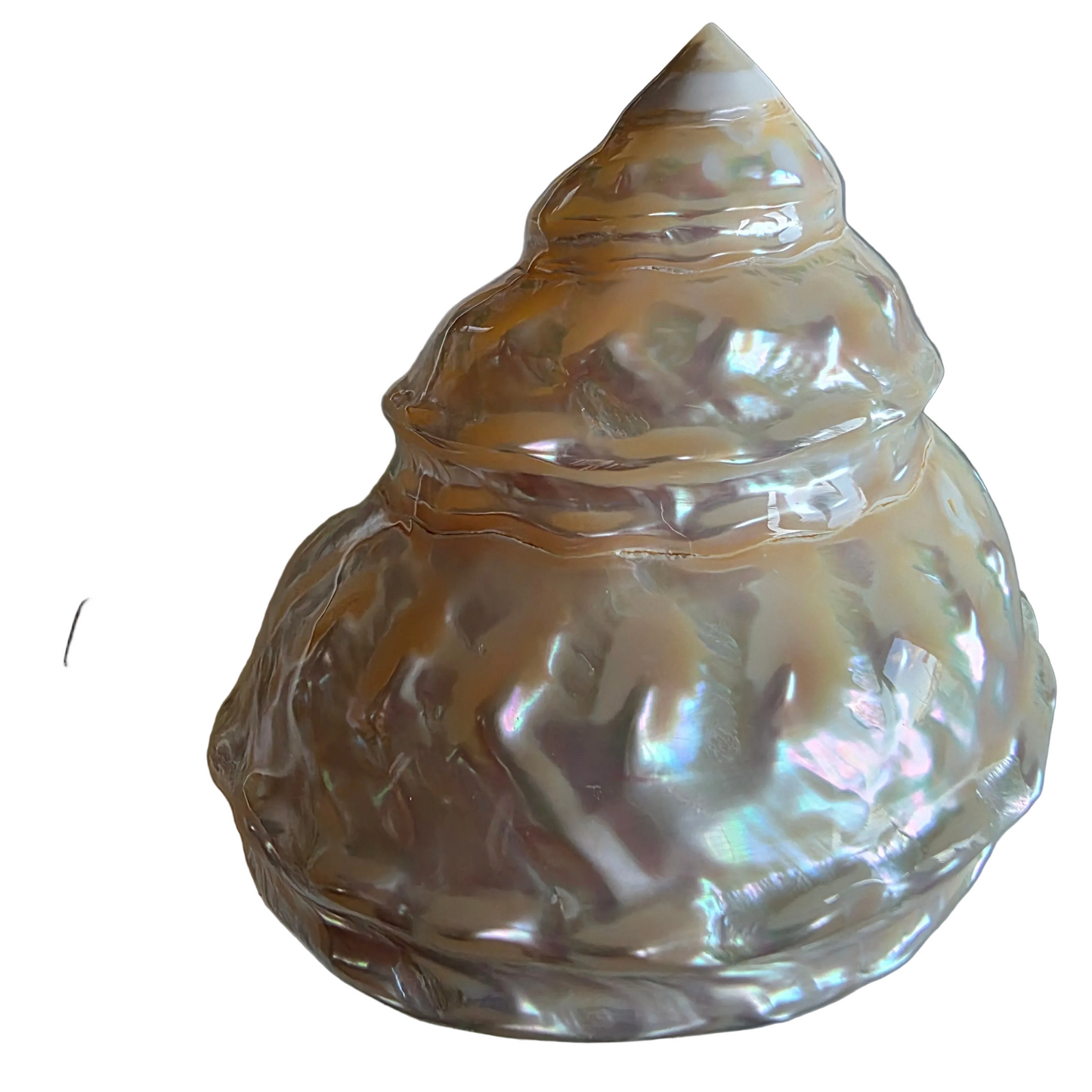 Undusa konkylie