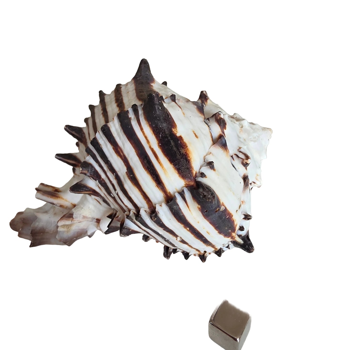 Sort Murex 11 cm lang