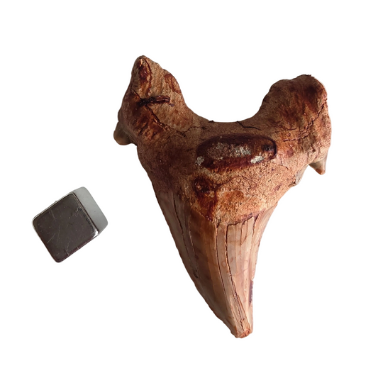 Hajtand fossil