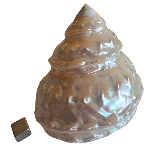 Undusa konkylie