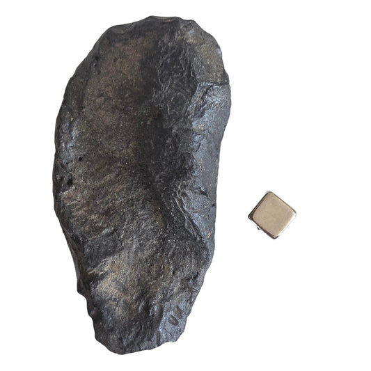 Forstenet øreknogle fra hval