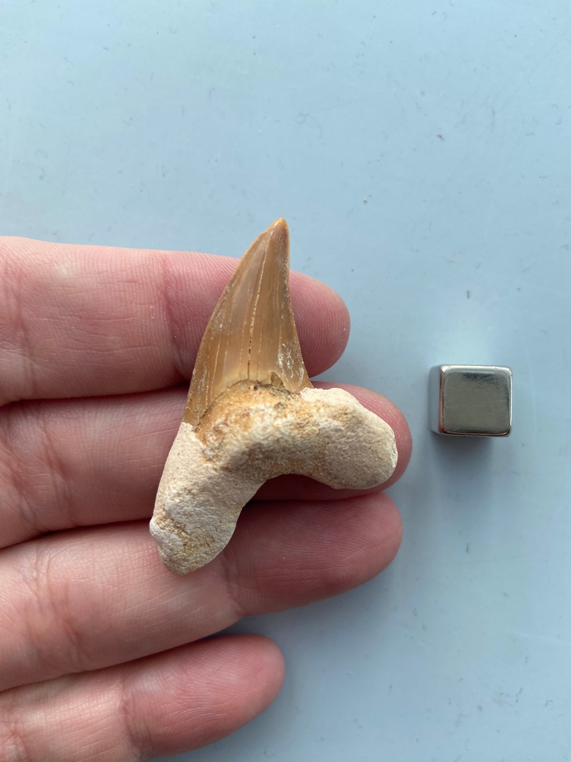 Shark tooth amulet – symbol på beskyttelse, instinkt og overlevelseskraft.