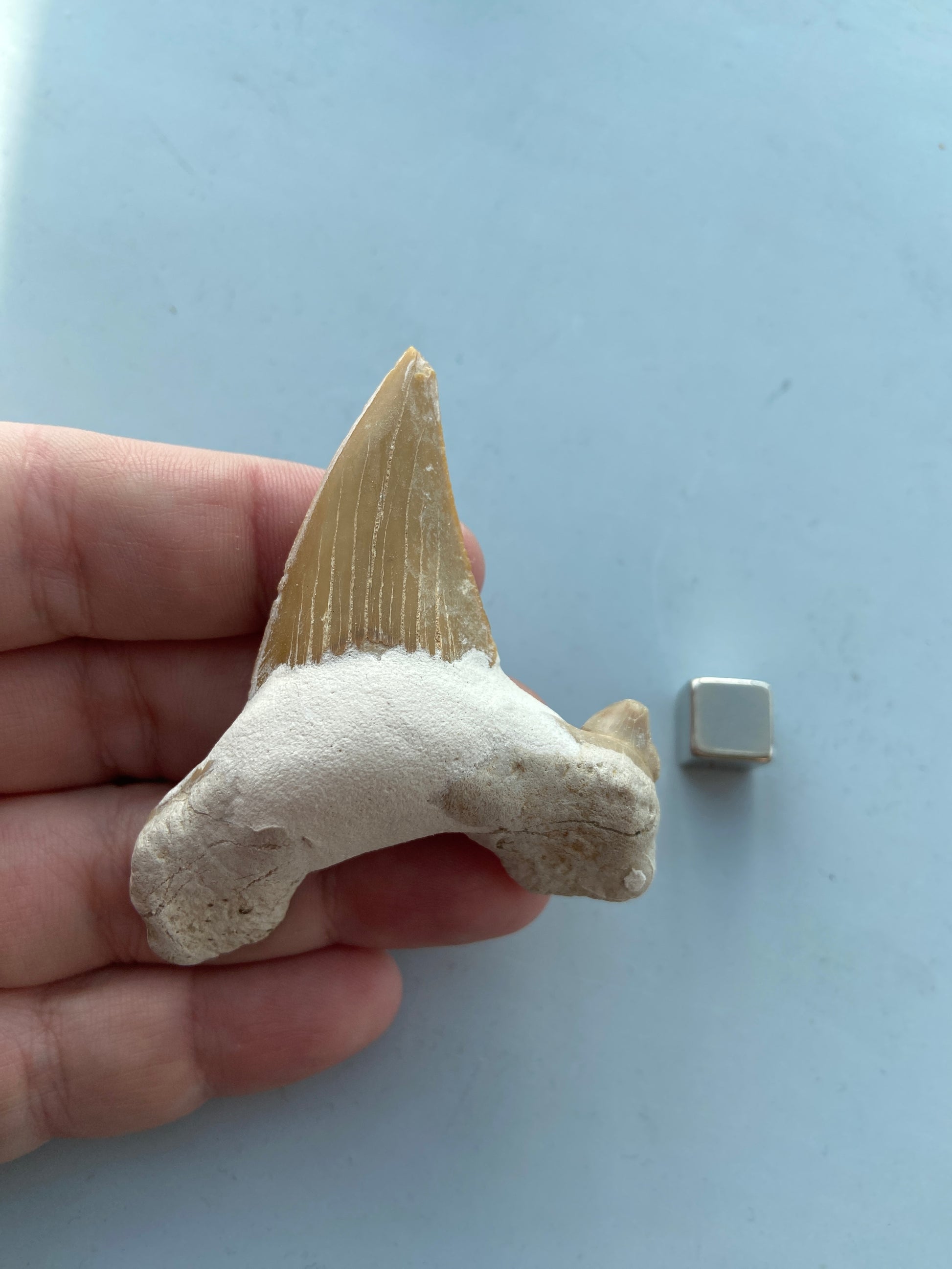 Shark tooth amulet – støtter grounding og stærk rodchakra-energi.