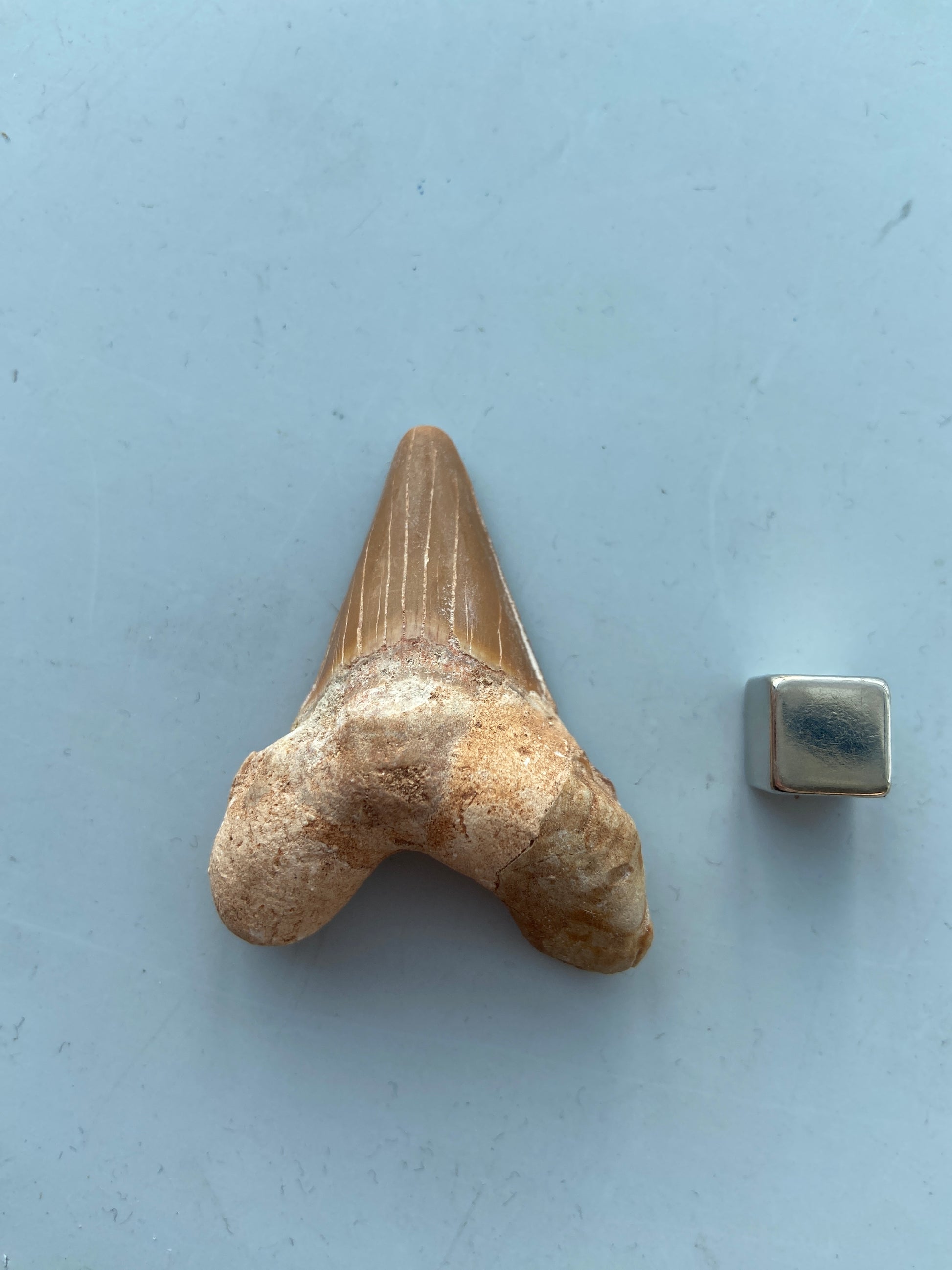 Shark tooth fossil – bærer urgammel energi og stærk spirituel beskyttelse.