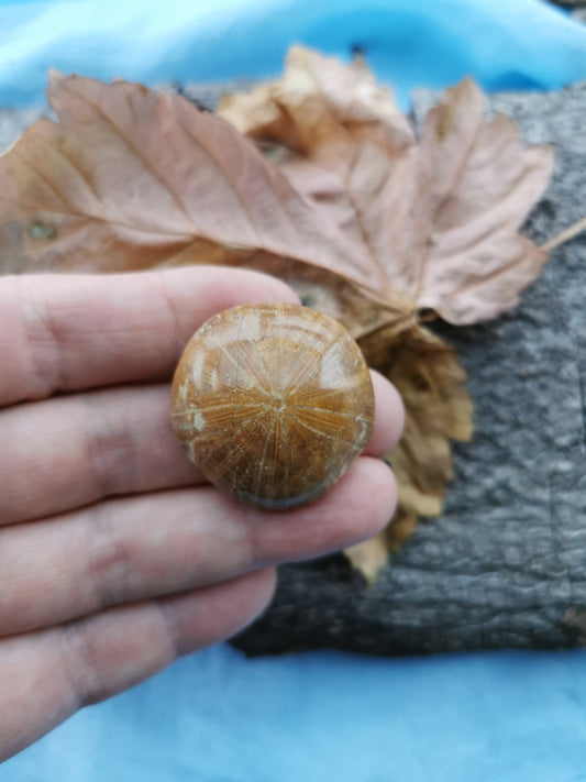 Sand Dollar