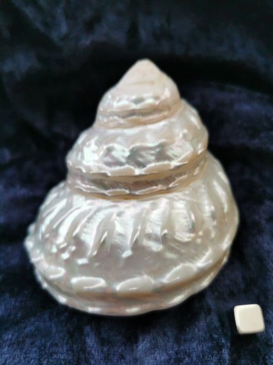 Undusa mother of pearl conch