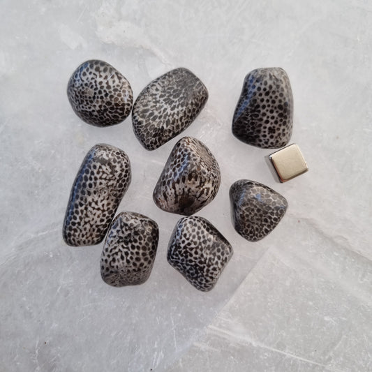 Bryozoan