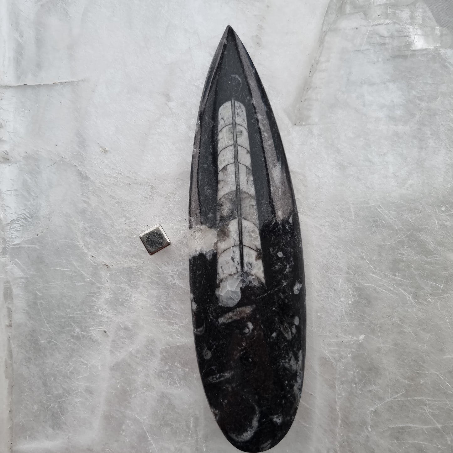 Orthoceras Fossil