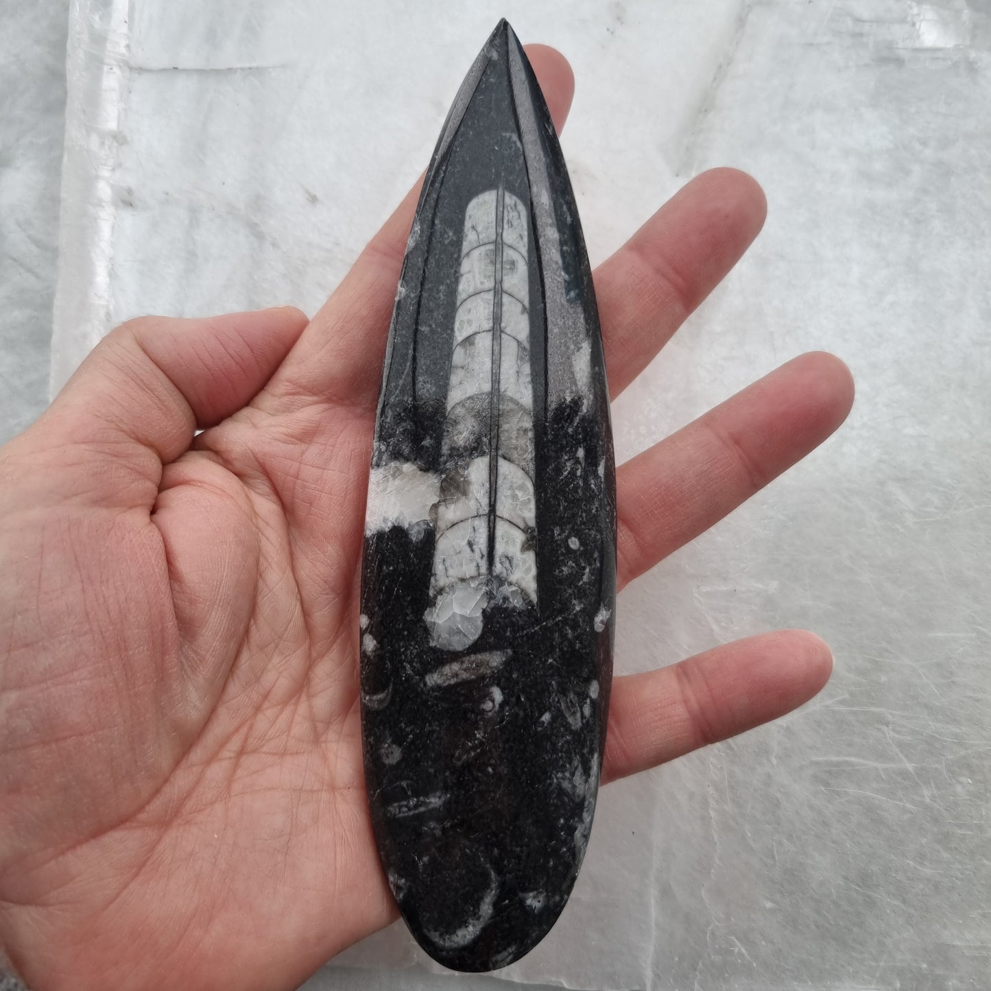 Orthoceras Fossil