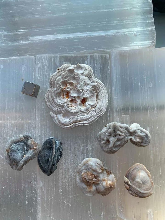 Chalcedon Rose