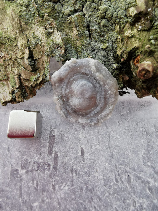 Chalcedon Rose