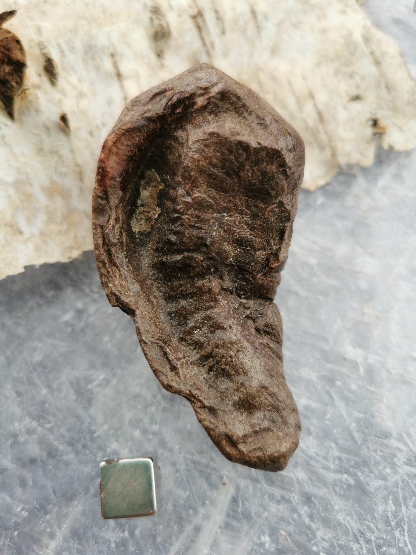 Fossilized earlobe bone 