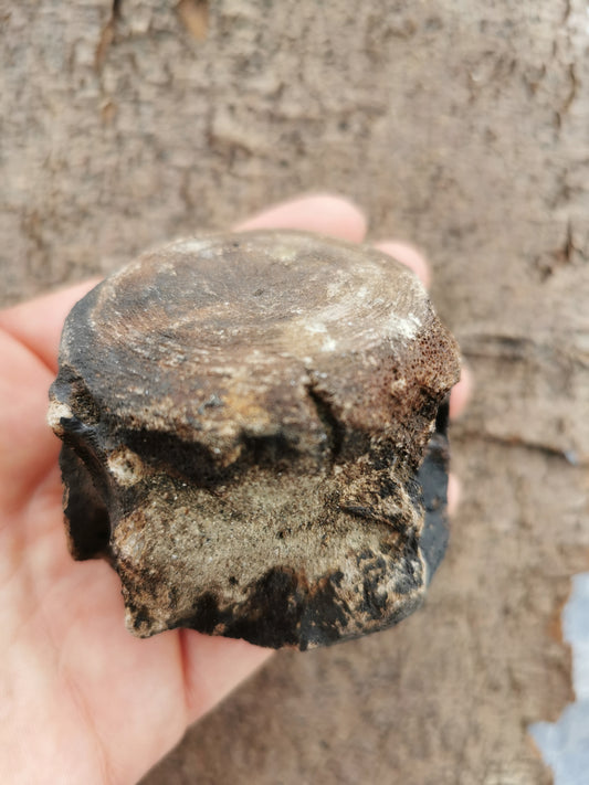 Hval Ryghvirvel Fossil