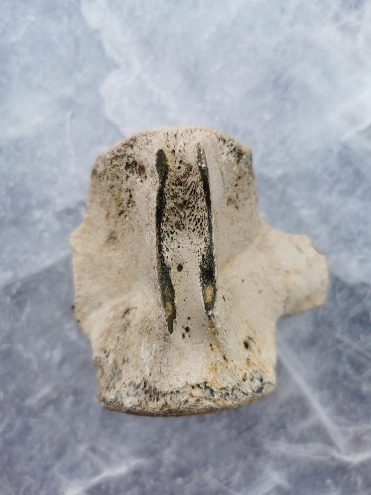 Hval Ryghvirvel Fossil