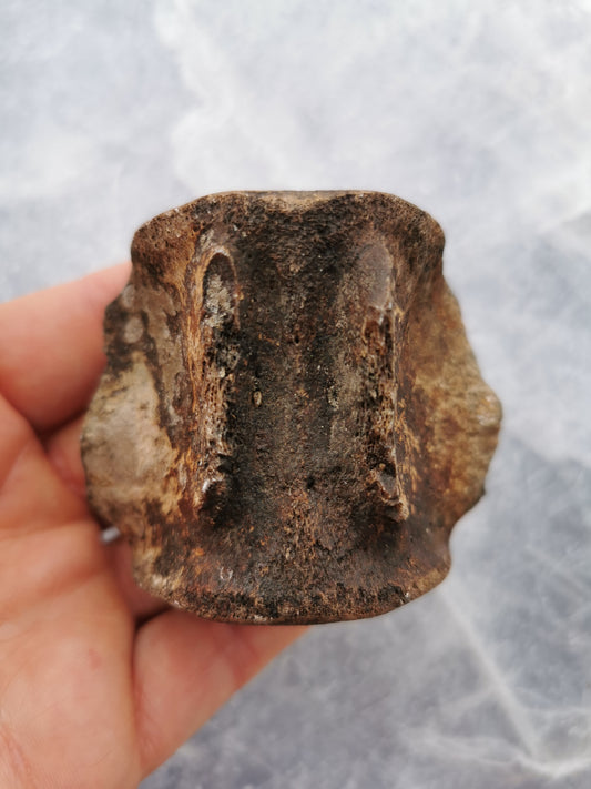 Hval Ryghvirvel Fossil
