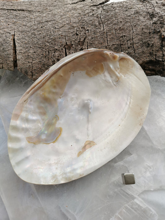 Freshwater clam shell