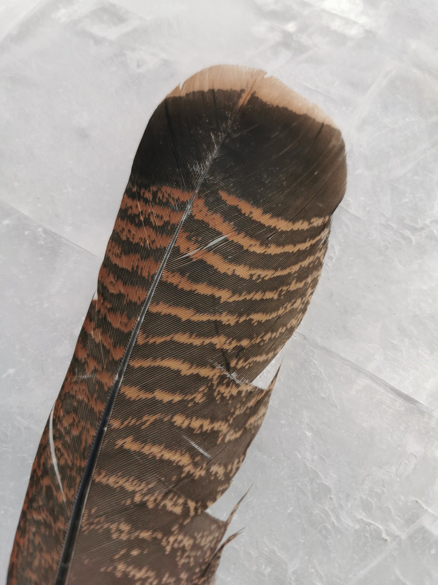Tail feathers Turkey