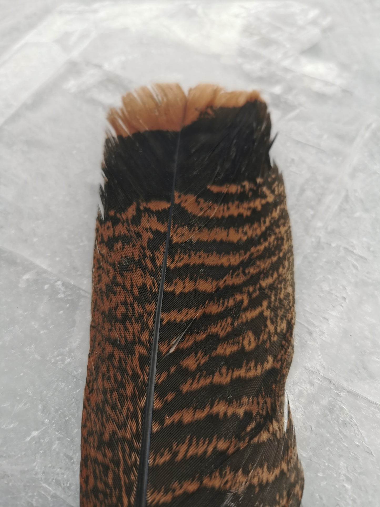 Tail feathers Turkey