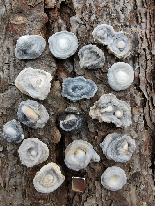Chalcedon Rose